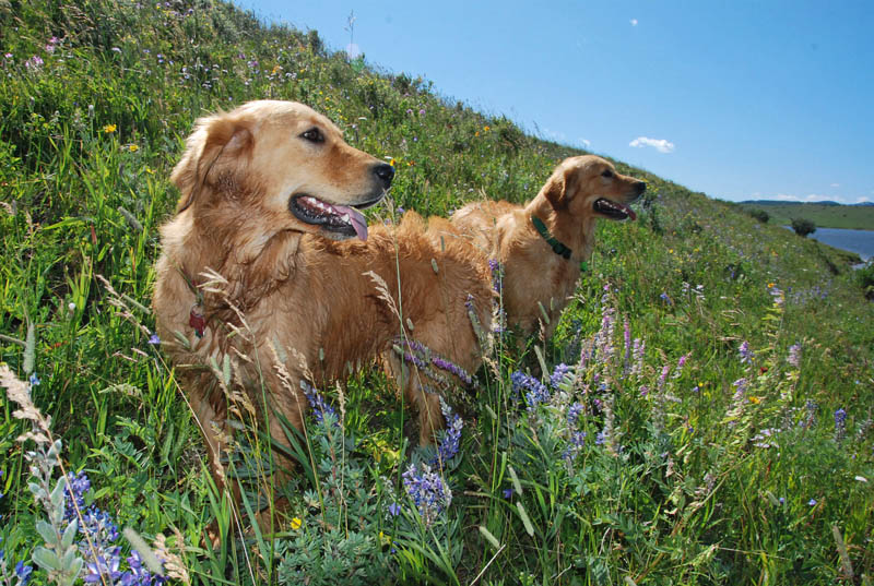 rhonda hovan golden retrievers golden retrievers in alberta breeds picture rhonda hovan golden retrievers golden retrievers in alberta breeds picture